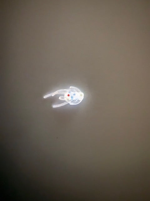 Wonder Glow .75" That Thing  (10 Pack)